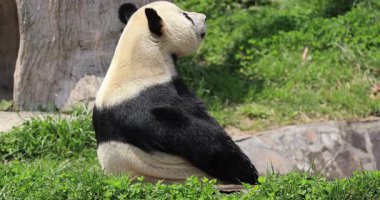 Panda çimlere oturmuş etrafa bakıyor.
