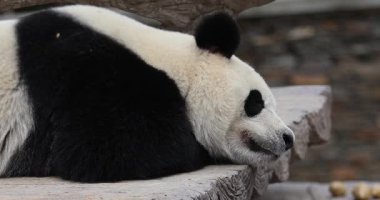 Panda ahşap yüzeyde gözleri kapalı dinleniyor.