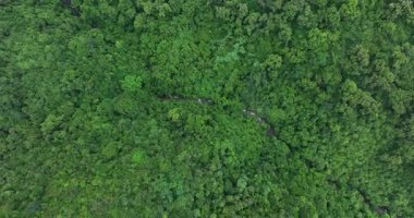 Bereketli yeşil orman örtüsü manzarayı kaplıyor