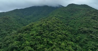 Yoğun bitki örtüsüyle kaplı yemyeşil dağlar