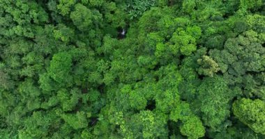 Toprağı saran yemyeşil orman örtüsü