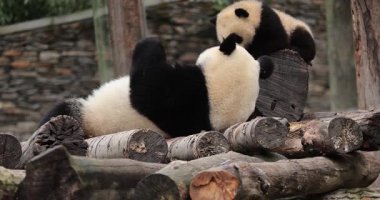 Tahta kütüklerle oynayan iki panda.