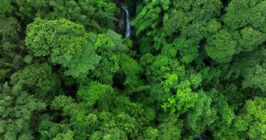 Küçük şelaleli yemyeşil orman