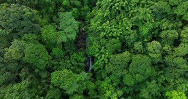 Saklı şelaleyi kaplayan yemyeşil orman örtüsü