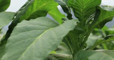 Green leaves growing in natural environment