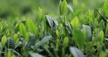 Güneş ışığında büyüyen yeşil çay yaprakları