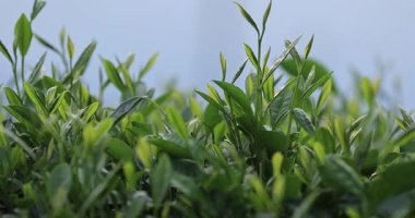 Güneş ışığında büyüyen yeşil çay yaprakları