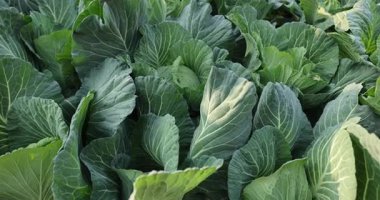 Sebze bahçesinde yeşil lahana yetişiyor.