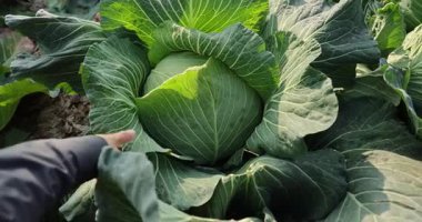 Sebze bahçesinde yeşil lahana yetişiyor.