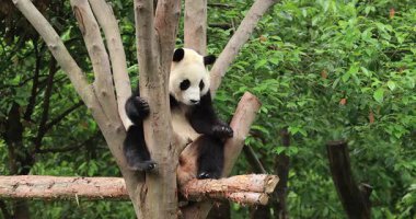 Dev panda bebek ağaçta dinleniyor.