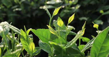 Bahar çay çiftliği dağlarında yeşil çay yaprakları