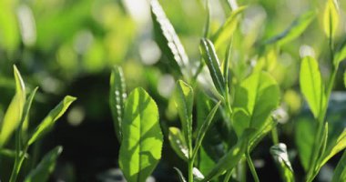 Bahar çay çiftliği dağlarında yeşil çay yaprakları