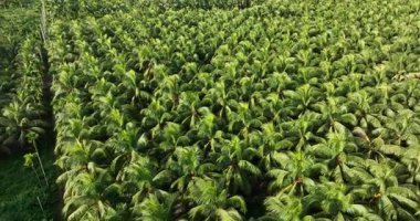 Hindistan cevizi ağacı tarlasının hava görüntüleri.