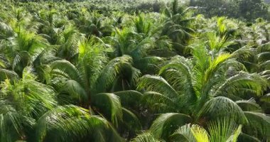 Hindistan cevizi ağacı tarlasının hava görüntüleri.