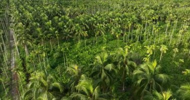 Hindistan cevizi ağacı tarlasının hava görüntüleri.