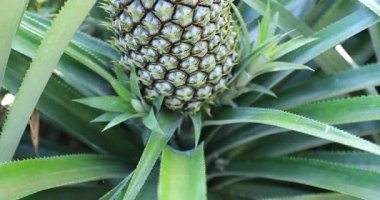 Bahçeye yakından bakınca ananas yetişiyor.