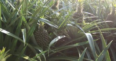 Bahçeye yakından bakınca ananas yetişiyor.