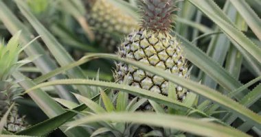 Bahçeye yakından bakınca ananas yetişiyor.