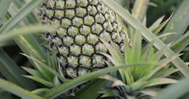 Bahçeye yakından bakınca ananas yetişiyor.