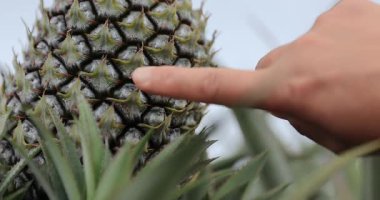 Bahçeye yakından bakınca ananas yetişiyor.