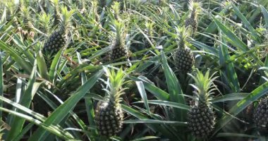 Bahçeye yakından bakınca ananas yetişiyor.