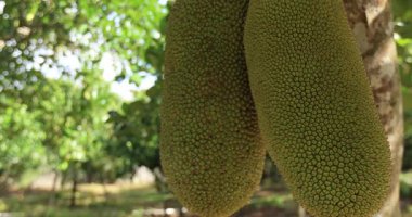 Jackfruit ağacında yeşil meyveler yetişir.