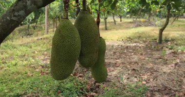 Jackfruit ağacında yeşil meyveler yetişir.
