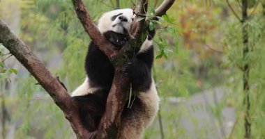 Dev panda bebek ağaçta dinleniyor.