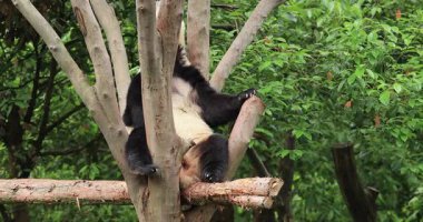 Şirin dev panda hayvanat bahçesinde dinleniyor.