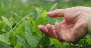 İnsanlar bahar çay çiftliği dağlarında yeşil çay yaprakları topluyor.