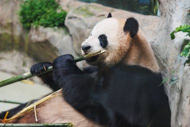 Hayvanat bahçesinde dev bir panda