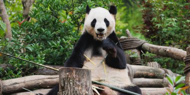 Hayvanat bahçesinde dev bir panda