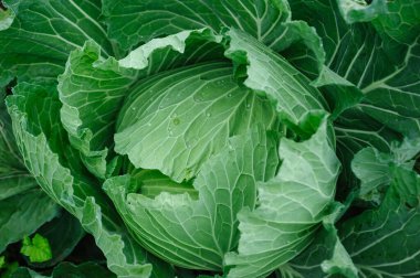 Sebze bahçesinde çiğ tanecikli yeşil lahana