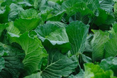 Sebze bahçesinde çiğ tanecikli yeşil lahana