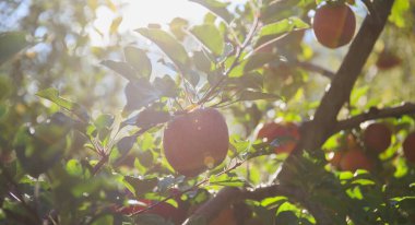 Kırmızı elmalar sabah güneşinde ağaçta yetişir.