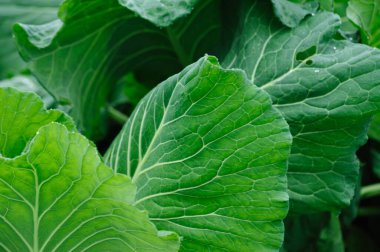 Sebze bahçesinde çiğ tanecikli yeşil lahana