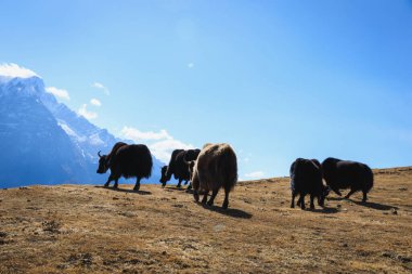 Tibetli öküzler dağın tepesindeki otlaklarda