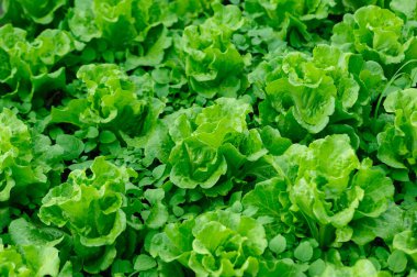 Sebze bahçesinde yeşil marul yetişiyor.