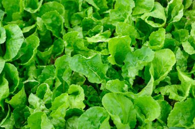 Yeşil pakchoi bitkileri sebze bahçesinde büyüyen