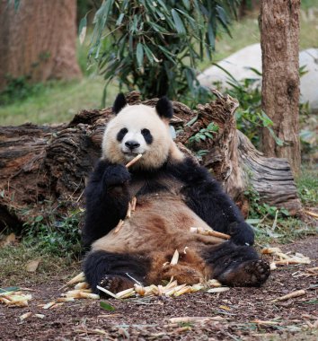 Hayvanat bahçesinde dev bir panda