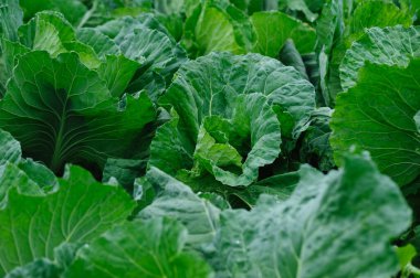 Sebze bahçesinde çiğ tanecikli yeşil lahana