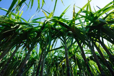 Bitkilerin yetiştiği şeker kamışı tarlası