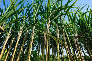 Bitkilerin yetiştiği şeker kamışı tarlası