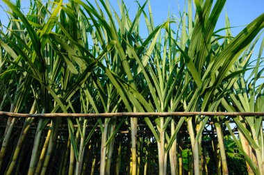 Bitkilerin yetiştiği şeker kamışı tarlası