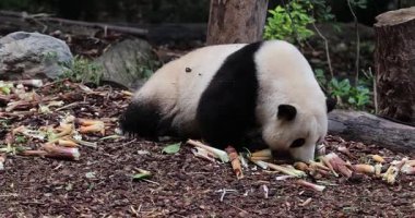 Hayvanat bahçesindeki sevimli panda hayvanı