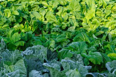 Sebze bahçesinde yeşil lahana ve yaprak hardal yetişiyor.