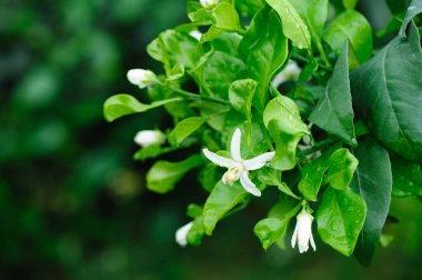 Baharda Çince Turuncu Çiçek