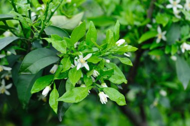 Baharda Çince Turuncu Çiçek