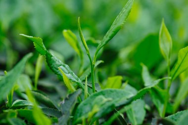 Yeşil çay filizleri bahar dağlarında yetişir.