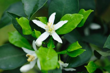 Baharda Çince Turuncu Çiçek